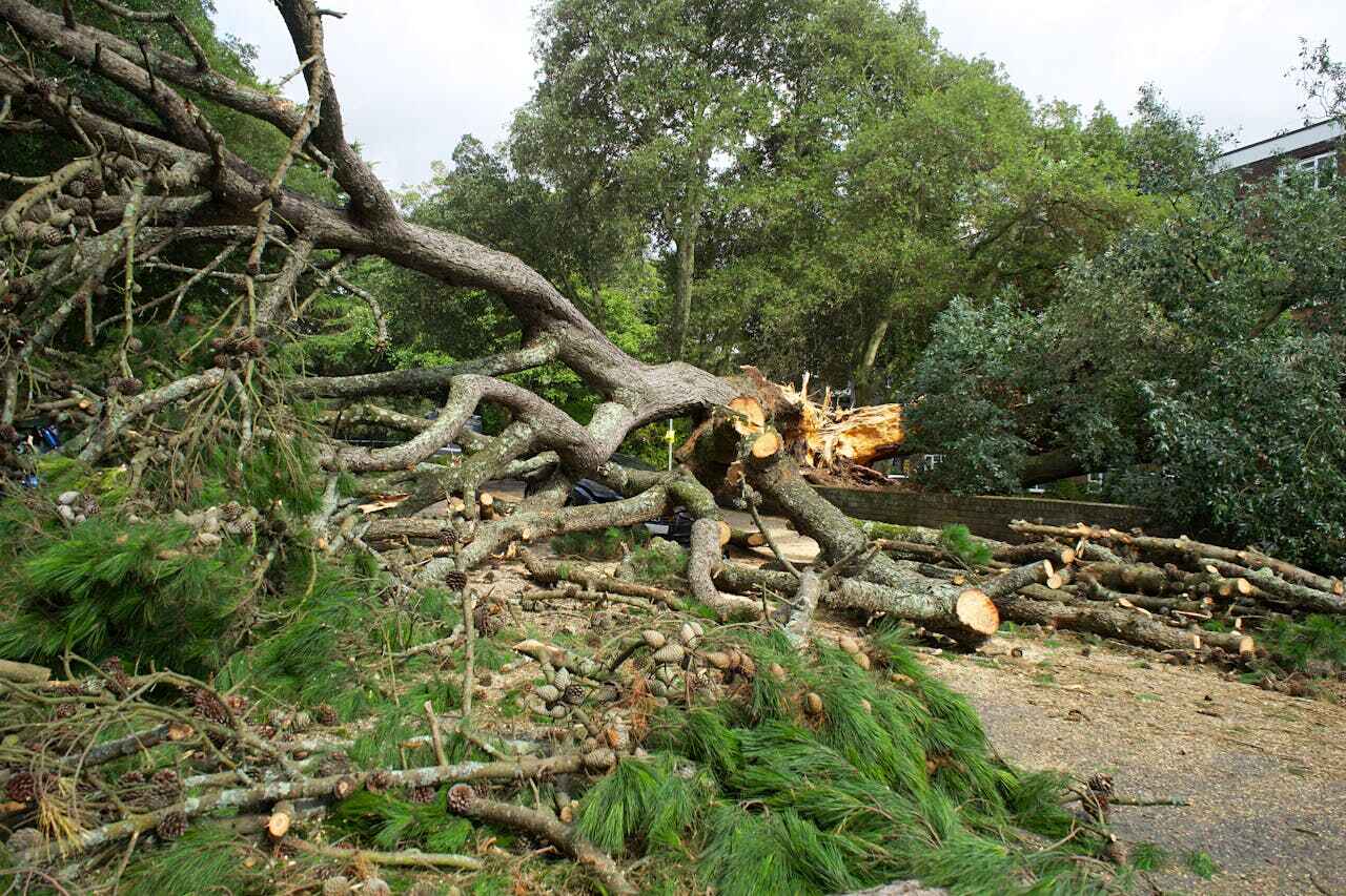 Residential Tree Removal in Oxford, NC